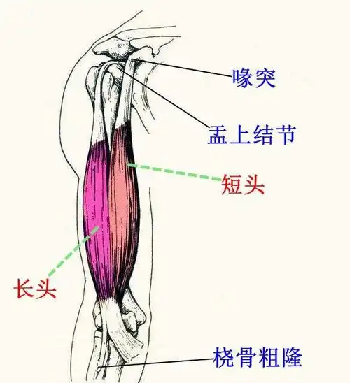 想要孤立刺激肱二头肌做好三个动作让你的手臂变得更强壮