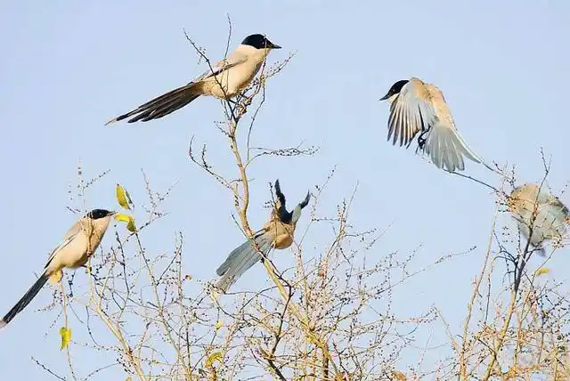 灰喜鹊和喜鹊的区别