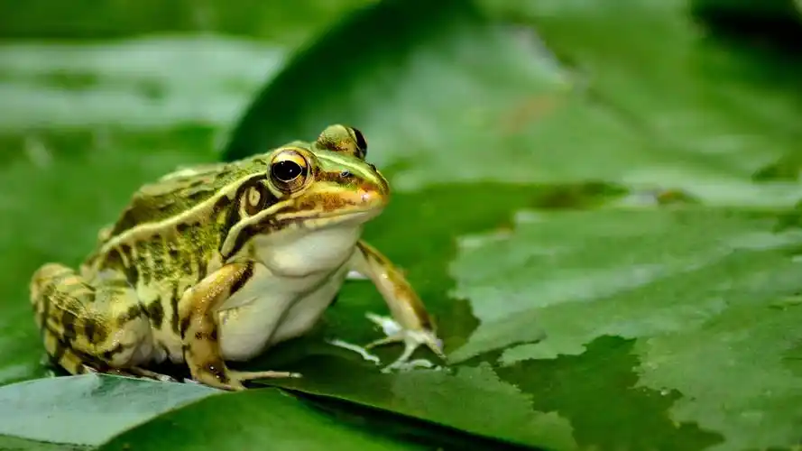 池塘里的青蛙荷叶清新摄影高清桌面壁纸图片大全高清大图预览1920x