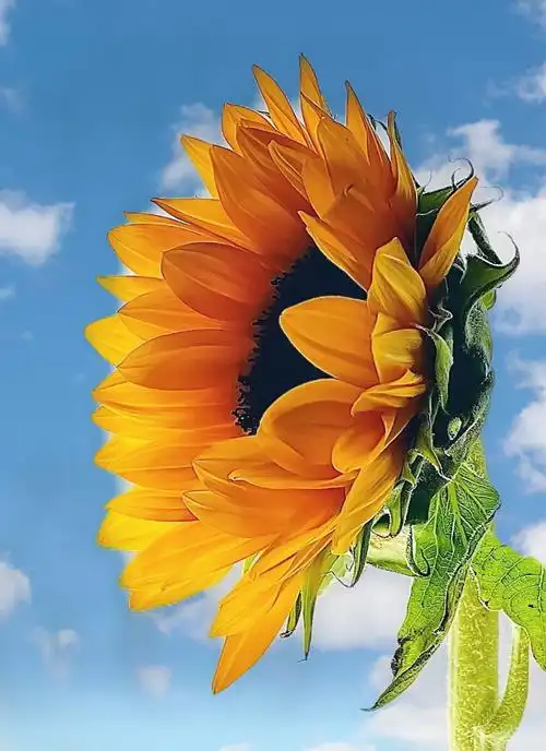 向日葵手机摄影