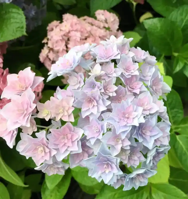 绣球开盲盒.调色的乐趣跟开盲盒一样各种颜色的牵牛星99# - 抖音