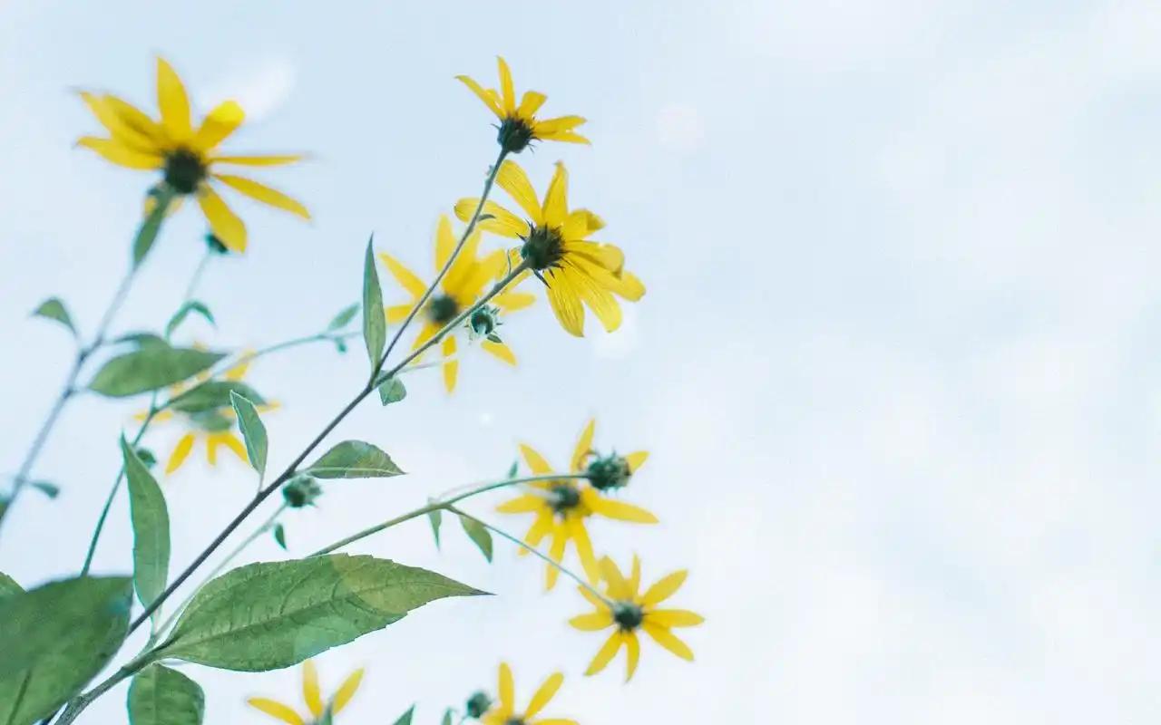 小清新绿色花卉植物高清唯美图片壁纸