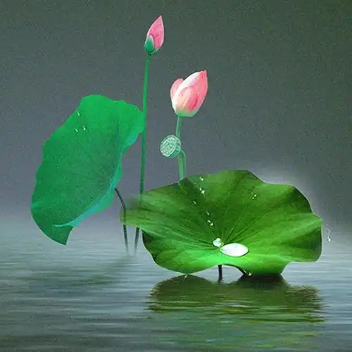 意境荷花清新头像图片