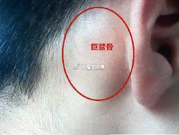 耳后的富贵骨相巨鳌骨