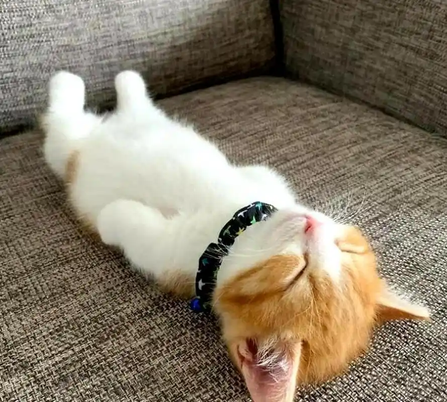 欣赏小动物们的睡姿.