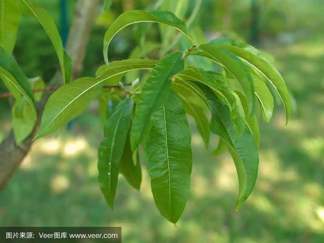 桃树的叶子
