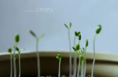 前几天种下的幸运早已经发芽了