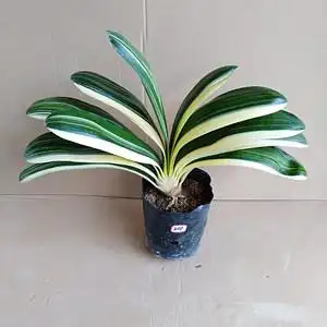 一物一拍高端圆头鸳鸯金边金丝彩兰君子兰苗盆景室内桌面精品花卉