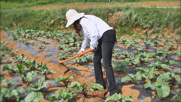 高跟鞋,喇叭裤,如此时尚的搭配,却是谢雪仙在田间干活常见的行头.