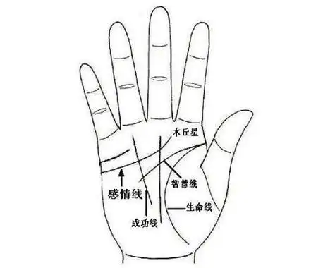 智慧线:是东洋手相学的叫法,在中国手相学里,名叫"人纹",是在人体手掌