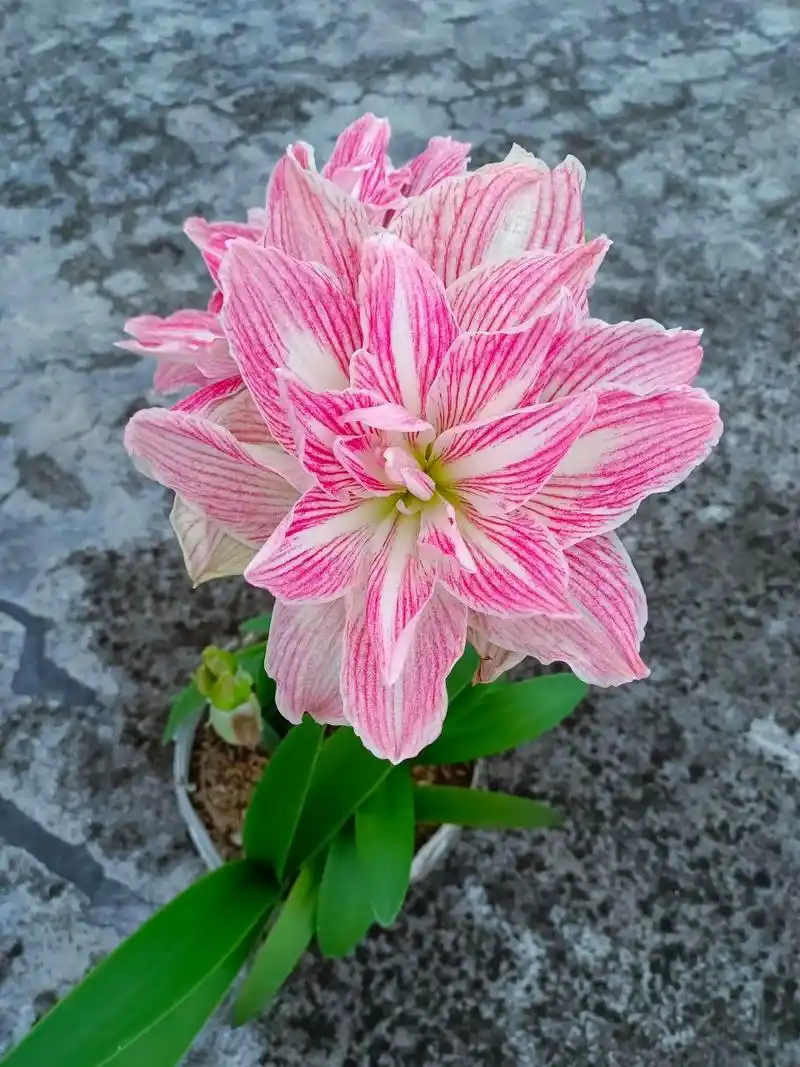 朱顶红——美丽仙女 冷门大花品种,不太好养