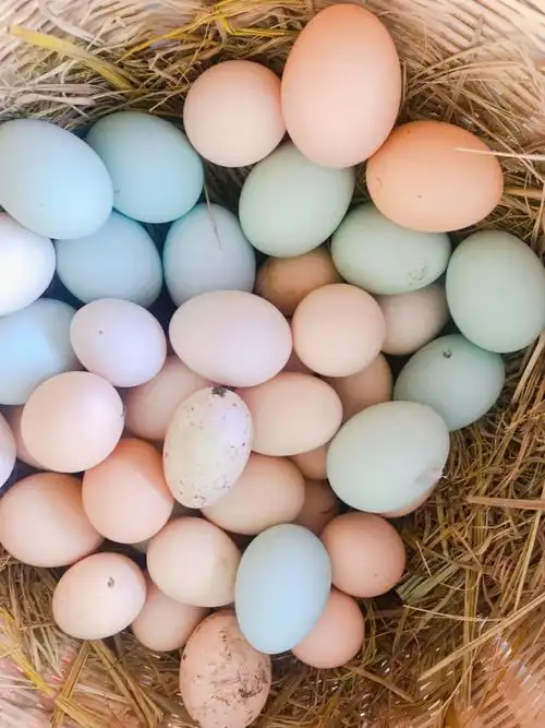 捡鸡蛋,找鸭蛋鹅蛋#田园生活  #鸡蛋  #捡鸡蛋  #草地捡鸡蛋