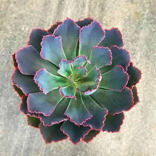 紫色多肉植物紫霞仙子办公室净化空气盆栽景天阳台多肉植物