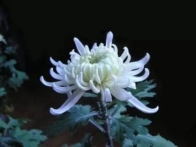 凡花小筑 | 白菊花