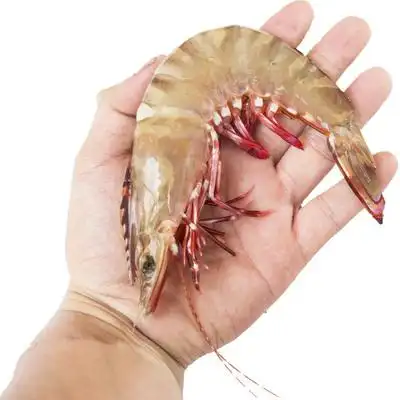 距优惠券开抢还有00:00:00红脚虾野生海南文昌船冻新鲜海虾九节大虾3