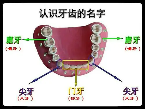 我们通过形象的ppt图片认识了牙齿的名字(门牙,尖牙,磨牙)