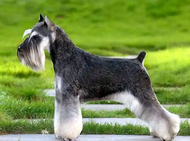 宠物图集:标准型雪纳瑞