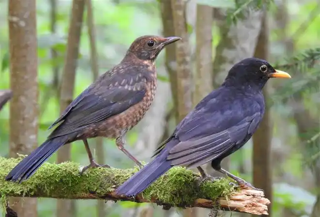 你可能看到的不是一只乌鸦全身黝黑的乌鸫能学百鸟之音