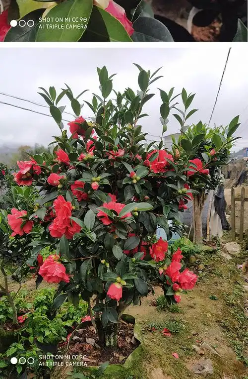 四季茶花新品种夏日系列夏梦小旋璇重瓣复色树苗盆栽阳台花卉庭院一颗