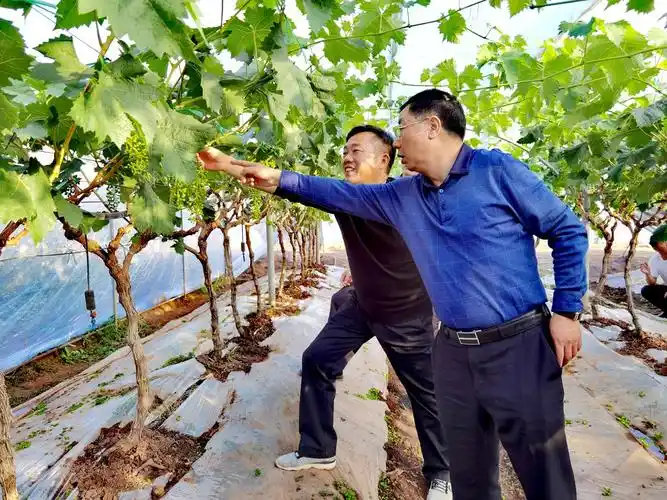 县委副书记,县长梁文林到大麦地镇调研指导工作 本类最新_要闻_中国