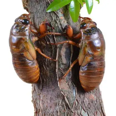 野生知了猴金蝉新鲜即食油炸活体速冻爬拉猴50只真空包邮变质包赔