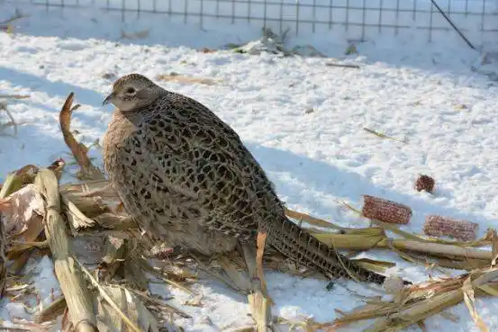 家鸡不如野鸡香!野山鸡5折优惠,肉质紧实鲜美又健康!