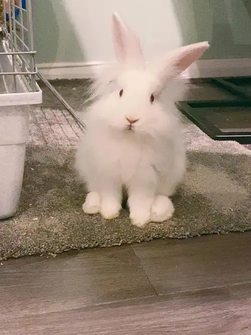 狮子兔的刘海被剪了还会继续长长吗