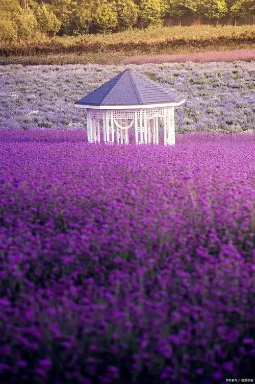 提到薰衣草,人们脑海中浮现的可能是普罗旺斯那浪漫的紫色花海,或是