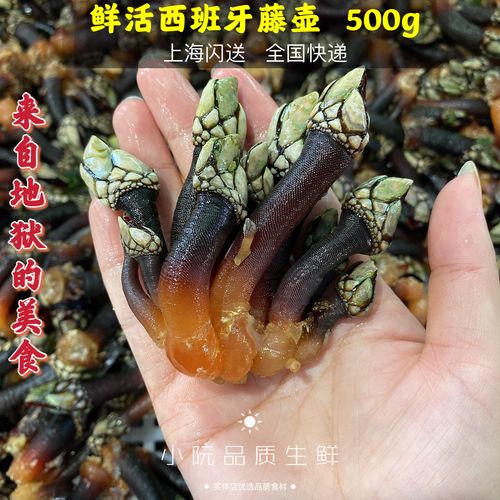 藤壶西班牙500g新鲜野生佛手螺狗爪螺龟脚鸡爪其它