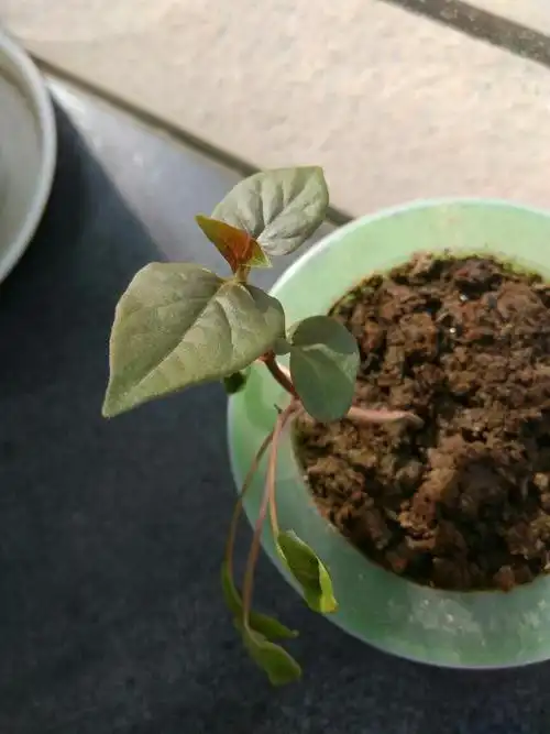 这个是从网上买的虎头和双色的茉莉种子,现在发芽了,请问这个是茉莉的