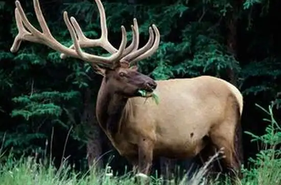 四不像是什么动物?汉末近乎绝种(3)