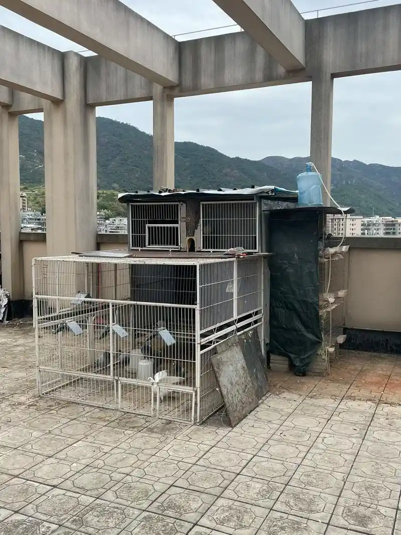 小小鸽笼,你们的家.#信鸽赛鸽 #养鸽人 #又在骗我养鸽子  - 抖音