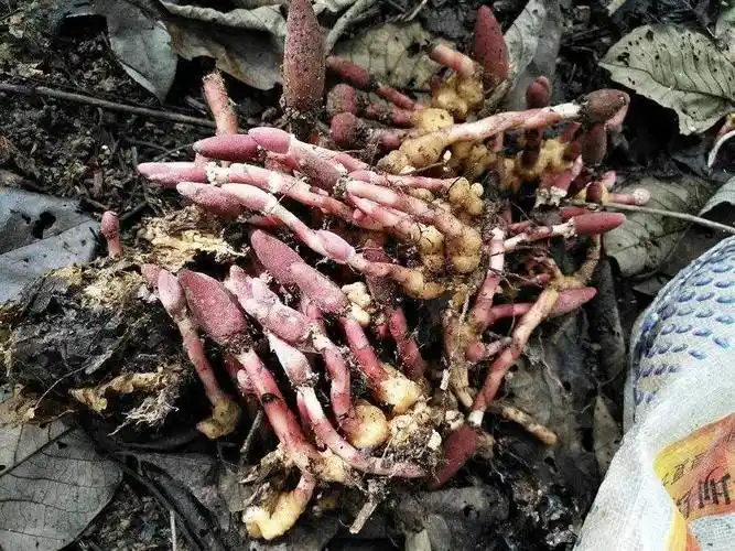 均可用作中药材,其在药用领域有一个颇具雅意的名称——"文王一支笔"