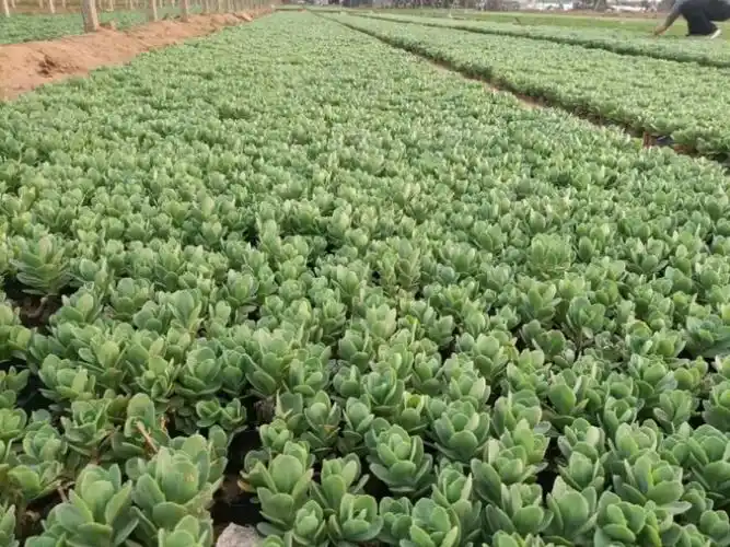 多芽八宝景天种植基地