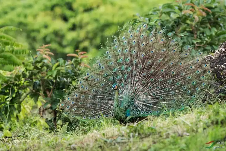 绿孔雀开屏