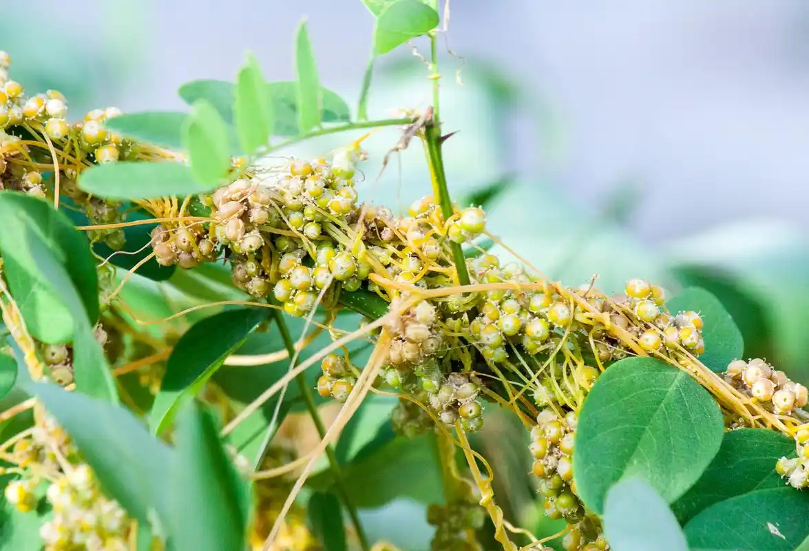 田地的"金丝藤",为何有人爱它如命?