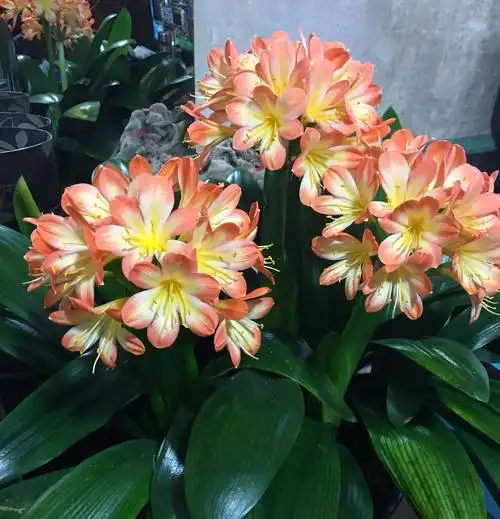 7种漂亮花,寿命长,颜值高,好养活,客厅养一盆,好看又大气