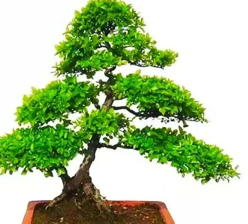 冬青盆景的取材,造型和养护,四季常绿,桩干优美