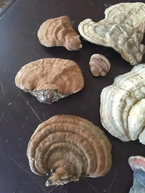 纯天然野生木灵芝异型摆件11个