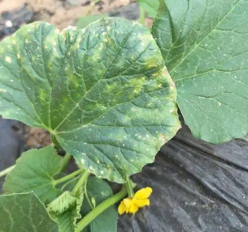 薄皮甜瓜常见病害总结(下),这些病害真可怕!