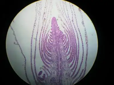轮枝黑藻顶端分生组织照片