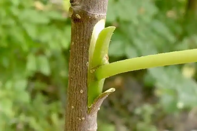 "t"字型芽接的步骤