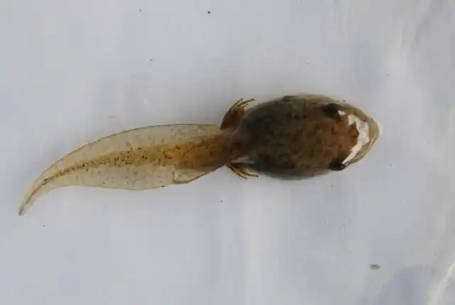 在家怎么养小蝌蚪?