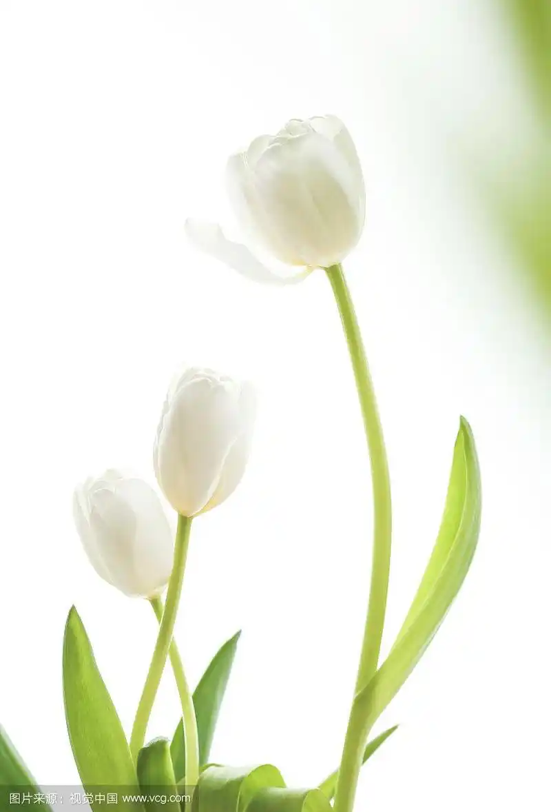 白色背景上的三支白色郁金香