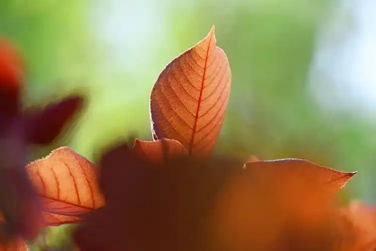 紫叶李树叶,原创拍摄