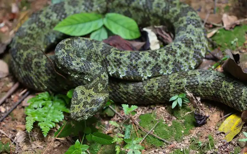 全面了解莽山原矛头蝮 | 世界野生动植物日