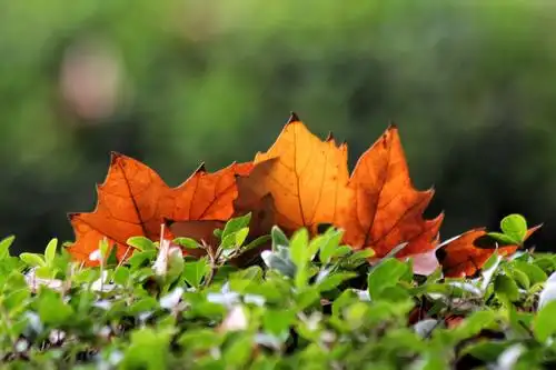 初冬时节的梧桐树.