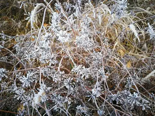 冰霜染的枯草