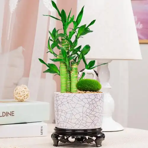 节节高富贵竹盆栽植物室内好养招财转运荷花观音绿植