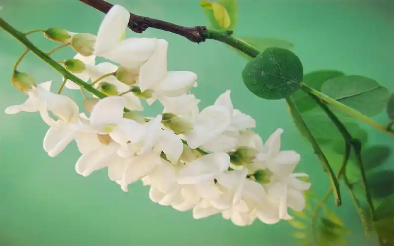 粉色槐花图片高清电脑桌面主题壁纸大全